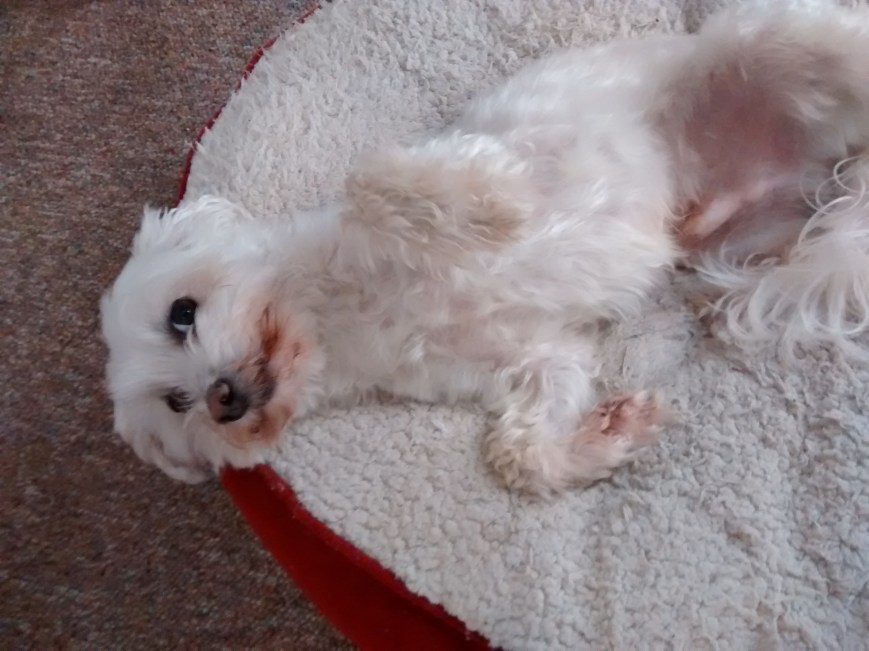 IMG_20150909_084551813