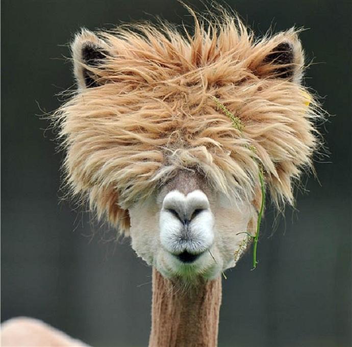 I want puffy alpaca hair.  Is that so much to ask?