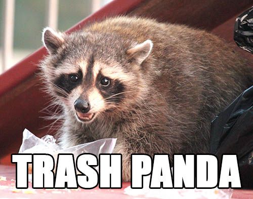 trashpanda