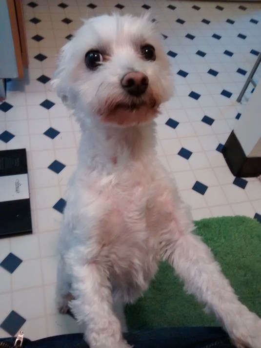 IMG_20151004_132441100