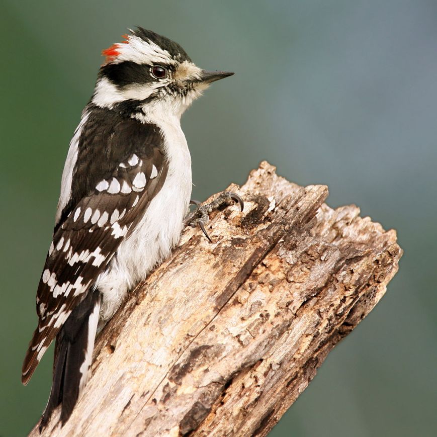 woodpecker